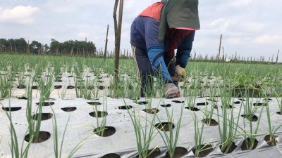 Masuki Musim Hujan, 16 Hektare Bawang Merah di Tulungagung Mulai Ditanam, Potensi Capai 160 Ton
