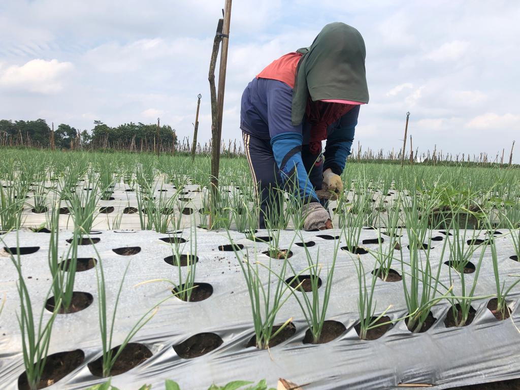 Masuki Musim Hujan, 16 Hektare Bawang Merah di Tulungagung Mulai Ditanam, Potensi Capai 160 Ton