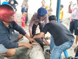 Ombak Pantai Sine Menyeret Enam Pengunjung, Satu Wisatawan Masih Dalam Pencarian