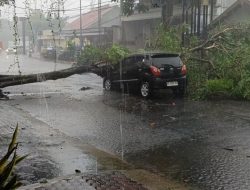 Diterjang Angin Kencang, Mobil Toyota Agya Tertimpa Pohon di Jalan Bali Blitar