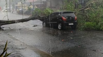 Diterjang Angin Kencang, Mobil Toyota Agya Tertimpa Pohon di Jalan Bali Blitar