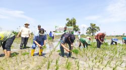 Kejar Target LTT 2026, Bupati Yes Dorong Petani Lamongan Segera Tanam Padi MT2