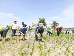 Kejar Target LTT 2026, Bupati Yes Dorong Petani Lamongan Segera Tanam Padi MT2