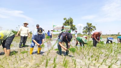 Kejar Target LTT 2026, Bupati Yes Dorong Petani Lamongan Segera Tanam Padi MT2