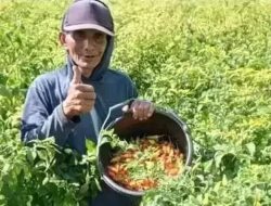 Usai Lebaran, Harga Cabai dan Sayur Mayur di Kediri Turun Drastis