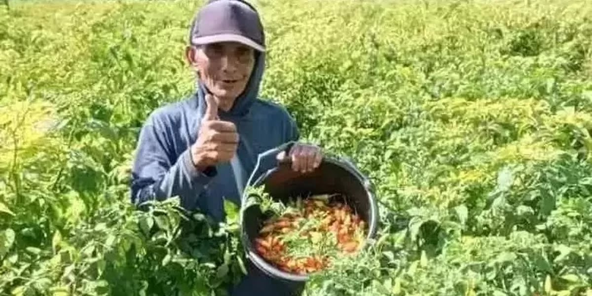 Usai Lebaran, Harga Cabai dan Sayur Mayur di Kediri Turun Drastis