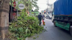 Antisipasi Pohon Tumbang, DLHKP Kota Kediri Pangkas Pohon Rimbun di Jalan Kapten Tendean