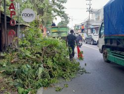 Antisipasi Pohon Tumbang, DLHKP Kota Kediri Pangkas Pohon Rimbun di Jalan Kapten Tendean