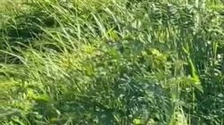 Lansia Pencari Rumput Dibacok Anjal di Perak, Pelaku Diamankan Setelah Diamuk Warga