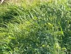 Lansia Pencari Rumput Dibacok Anjal di Perak, Pelaku Diamankan Setelah Diamuk Warga