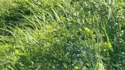 Lansia Pencari Rumput Dibacok Anjal di Perak, Pelaku Diamankan Setelah Diamuk Warga