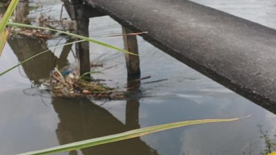 Bayi Perempuan Ditemukan Mengapung di Sungai Megaluh, Polisi Selidiki Kasusnya