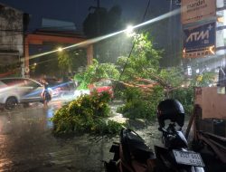 Angin Kencang Tumbangkan Pohon, Timpa Mobil di Kaliwungu Jombang