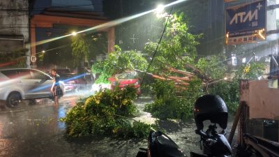 Angin Kencang Tumbangkan Pohon, Timpa Mobil di Kaliwungu Jombang