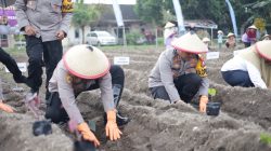 Ambil Peran Strategis Ketahanan Pangan, Polres Kediri Tanam Raya 3.000 Bibit Uwi Ungu