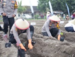 Ambil Peran Strategis Ketahanan Pangan, Polres Kediri Tanam Raya 3.000 Bibit Uwi Ungu