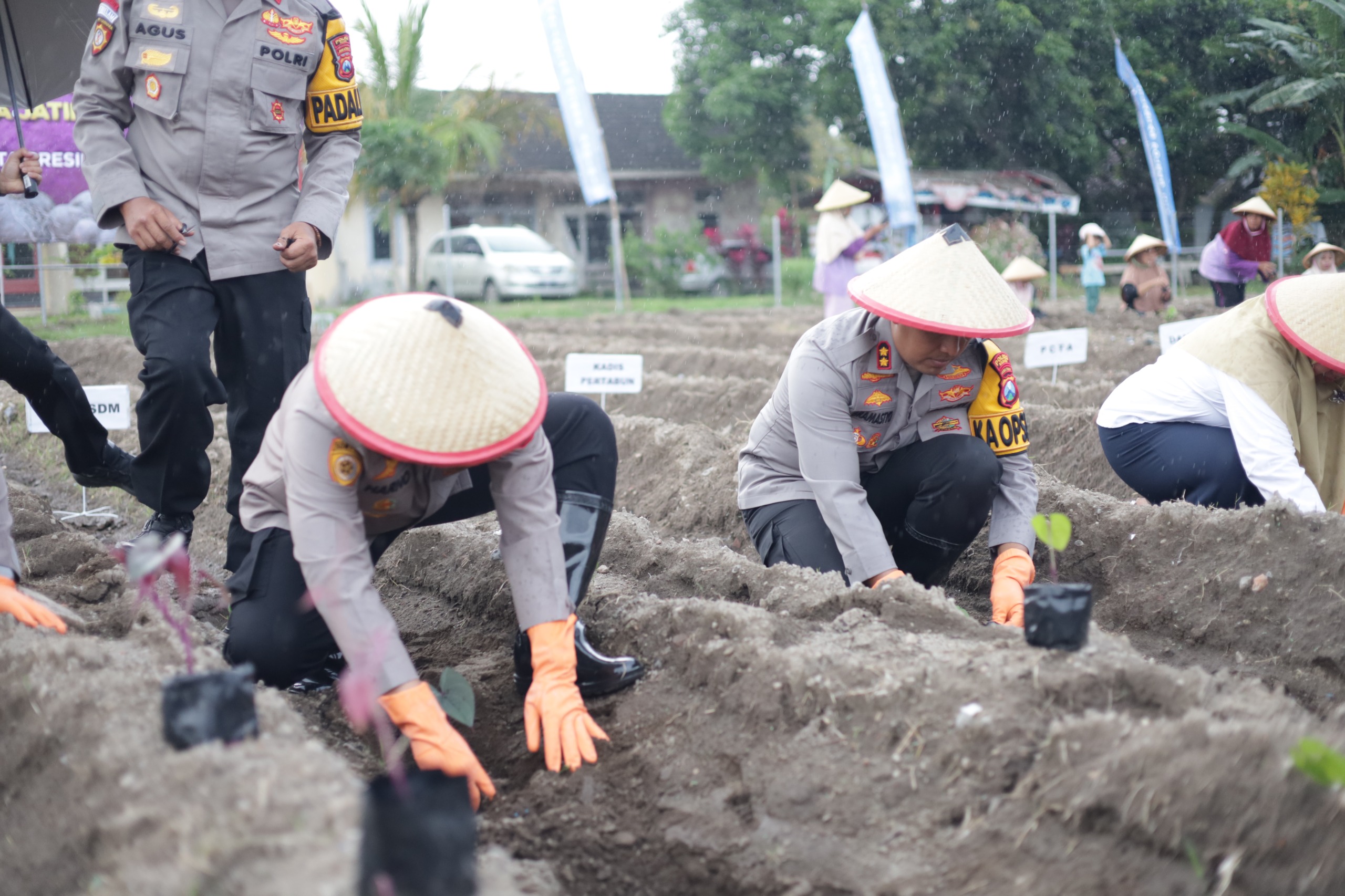 Ambil Peran Strategis Ketahanan Pangan, Polres Kediri Tanam Raya 3.000 Bibit Uwi Ungu