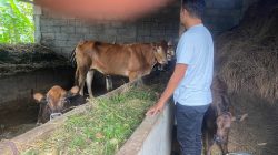 Sapi UPPO di Poktan Semangat Tinggal 5 Ekor di Kandang, 1 Ekor Dipinjam Blantik