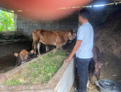 Sapi UPPO di Poktan Semangat Tinggal 5 Ekor di Kandang, 1 Ekor Dipinjam Blantik