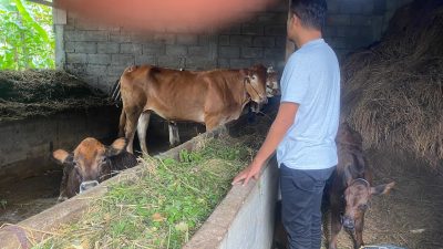 Sapi UPPO di Poktan Semangat Tinggal 5 Ekor di Kandang, 1 Ekor Dipinjam Blantik