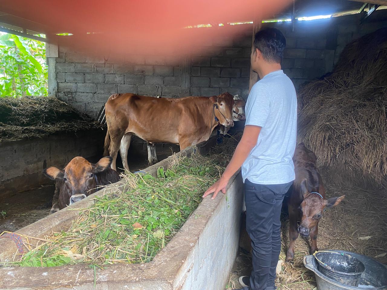 Sapi UPPO di Poktan Semangat Tinggal 5 Ekor di Kandang, 1 Ekor Dipinjam Blantik