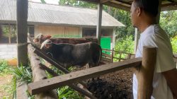 Empat Sapi Bantuan UPPO Mati, Dua Ekor Dijual Tanpa Berita Acara