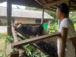 Empat Sapi Bantuan UPPO Mati, Dua Ekor Dijual Tanpa Berita Acara