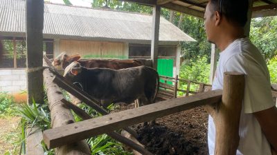 Empat Sapi Bantuan UPPO Mati, Dua Ekor Dijual Tanpa Berita Acara