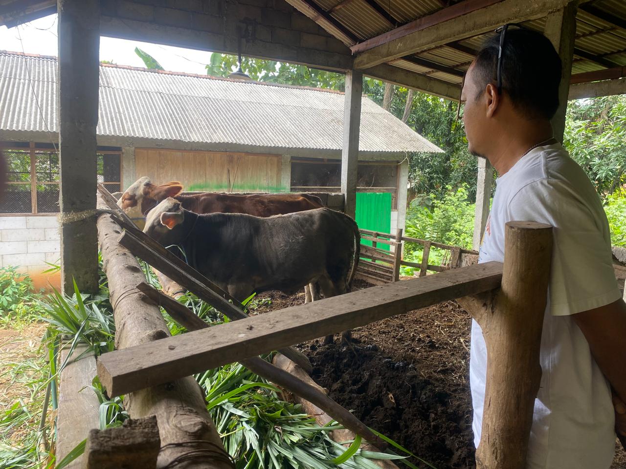 Empat Sapi Bantuan UPPO Mati, Dua Ekor Dijual Tanpa Berita Acara