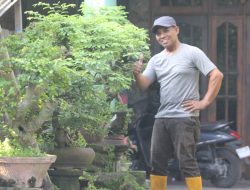 33 Tahun Menjadi Kreator Bonsai, Sukaji Terinspirasi dari Pohon di Taman Kyai Langgeng Yogyakarta