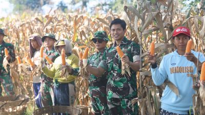 Panen Raya Jagung Warnai TMMD ke-127 di Desa Gadungan Kediri