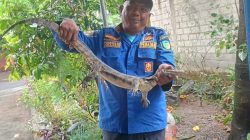 Biawak ‘Berlebaran’ di Rumah Warga, Damkar Pare Turun Tangan