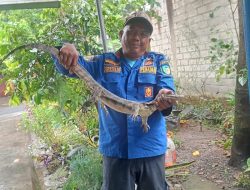 Biawak ‘Berlebaran’ di Rumah Warga, Damkar Pare Turun Tangan