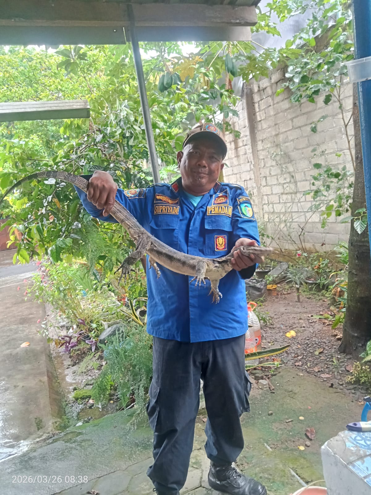 Biawak ‘Berlebaran’ di Rumah Warga, Damkar Pare Turun Tangan