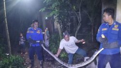 Damkar Kembali Evakuasi Ular Piton di Mojo, Sempat Memangsa Ayam Warga