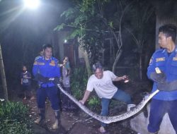 Damkar Kembali Evakuasi Ular Piton di Mojo, Sempat Memangsa Ayam Warga