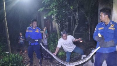 Damkar Kembali Evakuasi Ular Piton di Mojo, Sempat Memangsa Ayam Warga