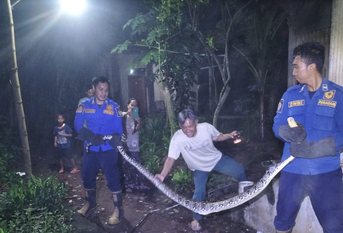 Damkar Kembali Evakuasi Ular Piton di Mojo, Sempat Memangsa Ayam Warga