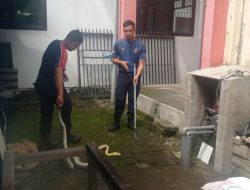 Dalam Sepekan, Damkar Kabupaten Kediri Amankan Lima Ular Piton Berukuran Besar