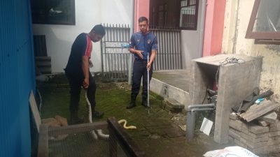 Dalam Sepekan, Damkar Kabupaten Kediri Amankan Lima Ular Piton Berukuran Besar