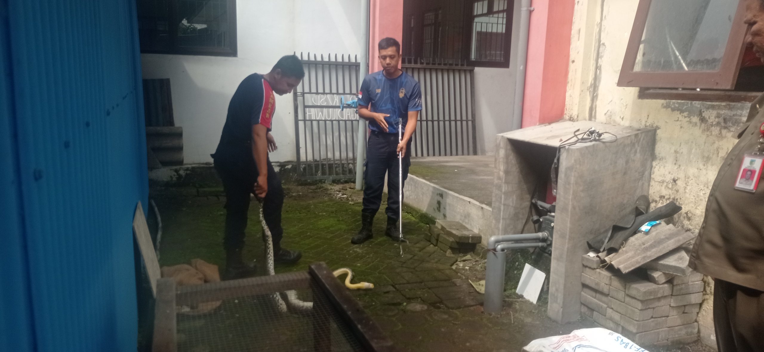 Dalam Sepekan, Damkar Kabupaten Kediri Amankan Lima Ular Piton Berukuran Besar