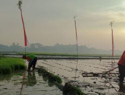 Serapan Pupuk Subsidi Triwulan I di Tulungagung Capai 30 Persen, Didominasi Petani Padi