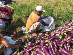 Harga Cabai di Kediri Turun, Terong Naik
