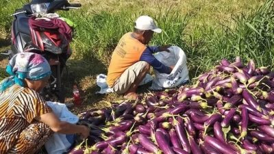 Harga Cabai di Kediri Turun, Terong Naik