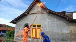 Kasus Serangan Tawon Vespa di Tulungagung Meningkat, Awal 2026 Sudah Capai 223 Kasus