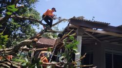 Puluhan Rumah di Blitar Rusak Tertimpa Pohon Tumbang, BPBD Lakukan Penanganan