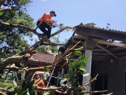Puluhan Rumah di Blitar Rusak Tertimpa Pohon Tumbang, BPBD Lakukan Penanganan
