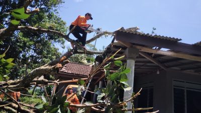 Puluhan Rumah di Blitar Rusak Tertimpa Pohon Tumbang, BPBD Lakukan Penanganan