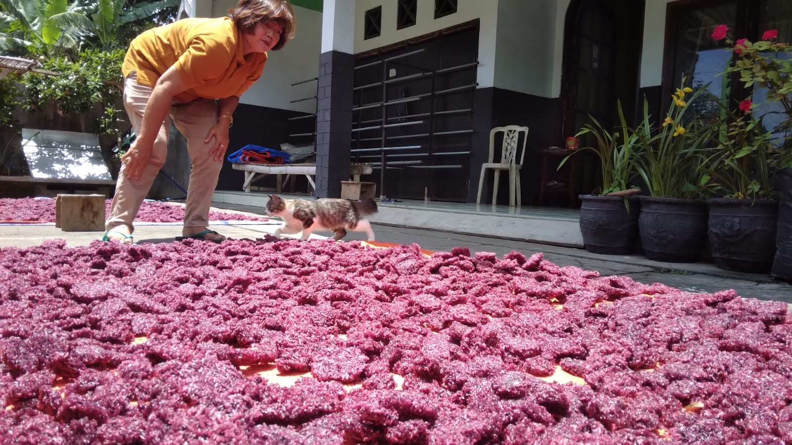 Momen Lebaran, Omzet Produsen Rengginang di Blitar Naik Dua Kali Lipat, Sebulan Ketan Tembus 2 Ton