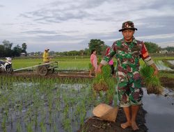 Dari Sawah hingga Bedah Rumah, Babinsa Jombang Hadir Dampingi Petani dan Bantu Warga